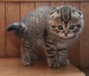 cute striped kitten