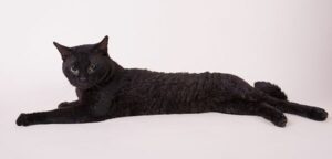 Black German Rex, lying down