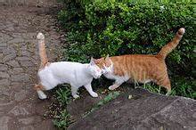 Two cats greeting each other with head bump