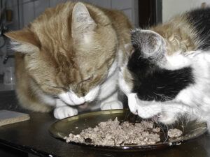 two cats eating from same dish