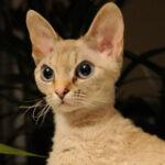 Head and shoulders, small orange devon rex cat
