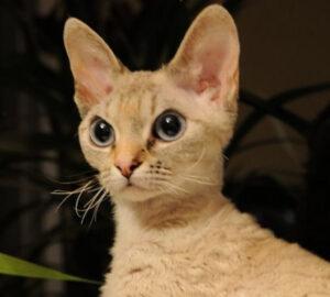 Head and shoulders, small orange devon rex cat