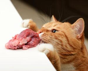 cat stealing raw meat from table
