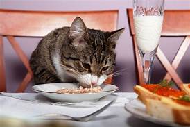 cat at table, eating from plate