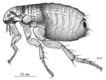 Detailed drawing of a cat flea