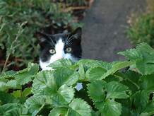 cat peering through strawberries