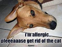 Dog: I'm allergic; please get rid of the cat