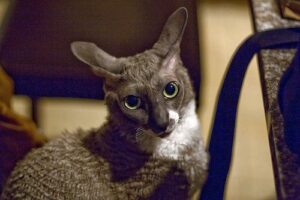 Grey and white cornish rex cat