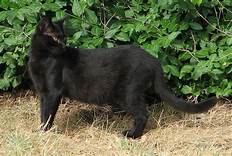 A long black cat
