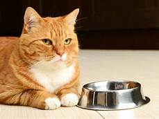 cat sitting by empty dish