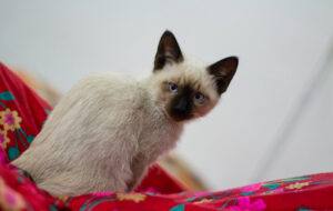 siamese kitten