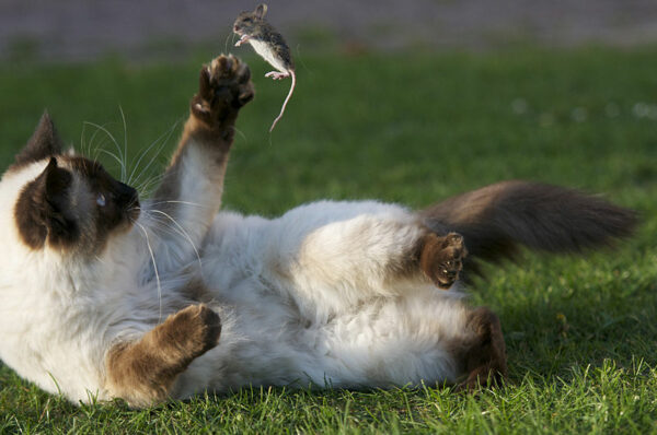 Siamese cat tossing mouse