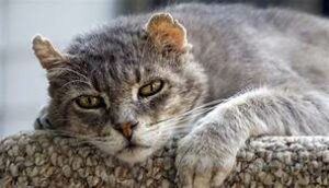 Old grey cat