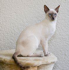 Lilac point Siamese, seated