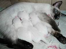 mother cat nursing kittens