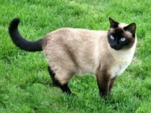 Siamese cat standing in grass