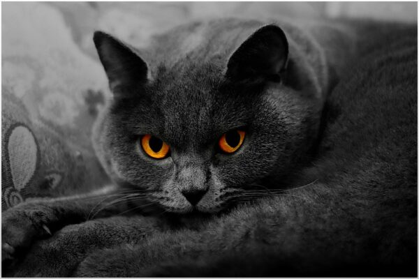 large grey (Russian Blue) cat