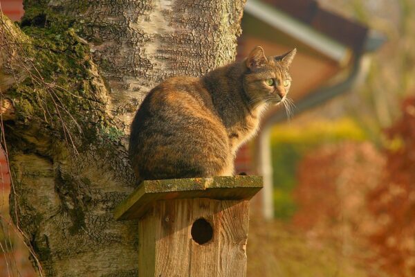 Cat sitting on top of birdhouse