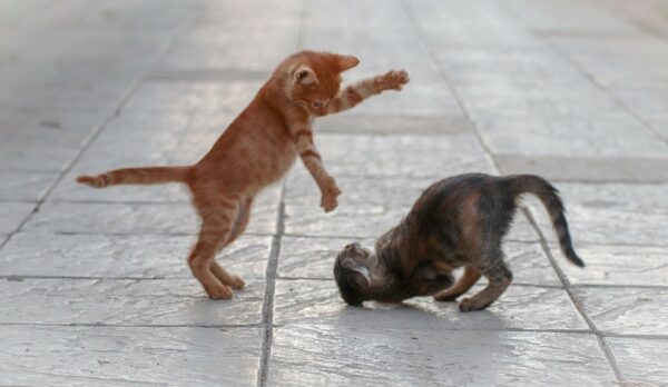 two kittens mock fighting