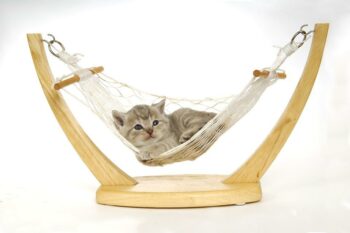 small cat in hammock