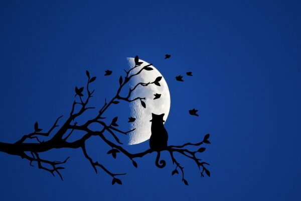 silhouette: cat on branch and moon