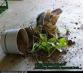 cat with knocked-over planter