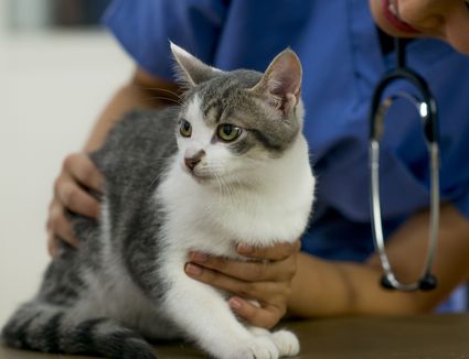 vet examining cat