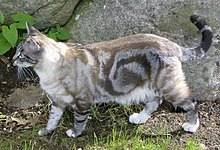 SClassic silver tabby American shorthair