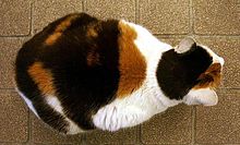 A fat calico hunkering