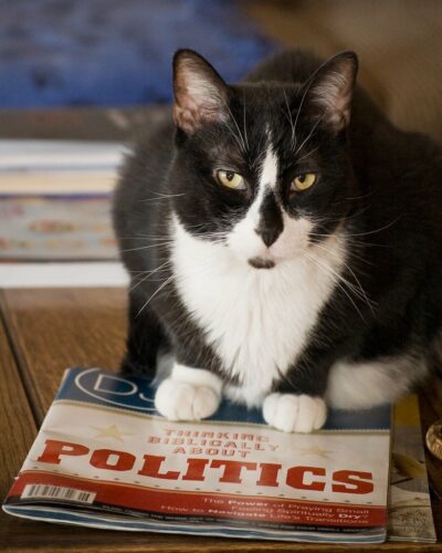 Cat sitting on "Politics" magazine