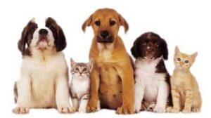 line of cats and dogs