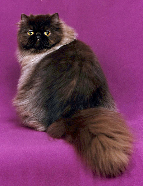 Chocolate Persian, sitting