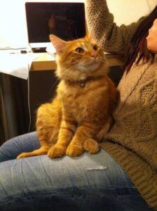 Red American Shorthair sitting on lap