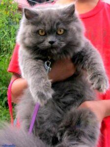 Blue Persian, held up by owner