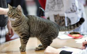 Grey and black tiger-striped shorthair