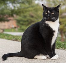 Tuxedo cat, sitting