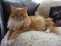 Orange Maine Coon, lying down