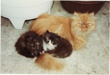 Persian mother cat; two kittens