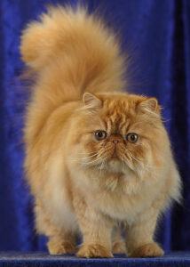 Red Persian, standing