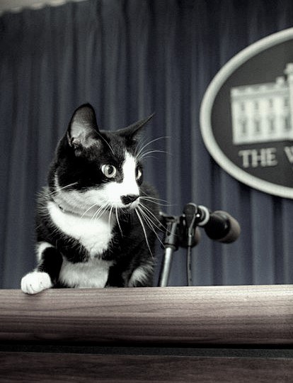 cat at podium next to mics