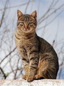 Tabby cat, sitting