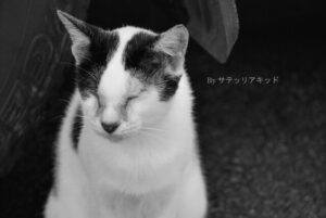 blind white & black cat, sitting