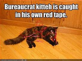 Cat wound up in red tape