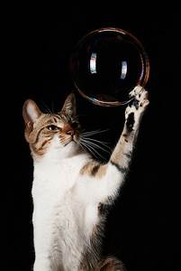 cat catching bubble