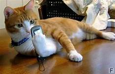 Orange cat lying down with cell phone