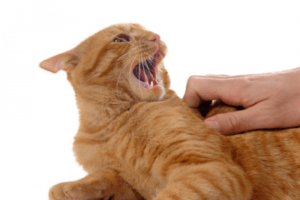 Cat being scratched; saying "Don't touch me"