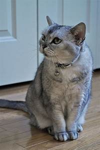 Grey shorthair sitting