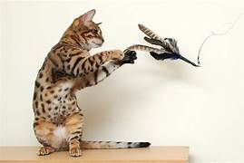 cat on hind legs catching feather