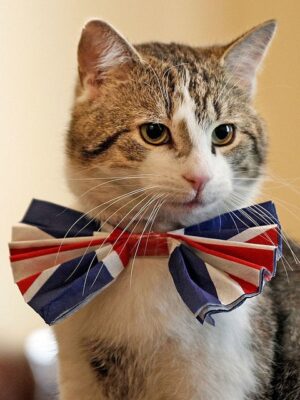 seated cat with red,white,and blue bowtie