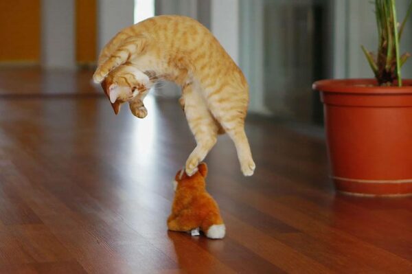 Orange cat jumping in air to attack toy